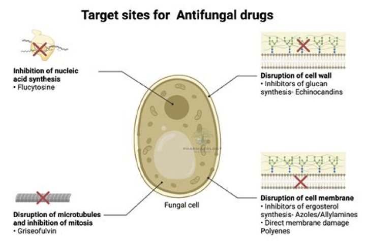 What is a fungistatic agent?