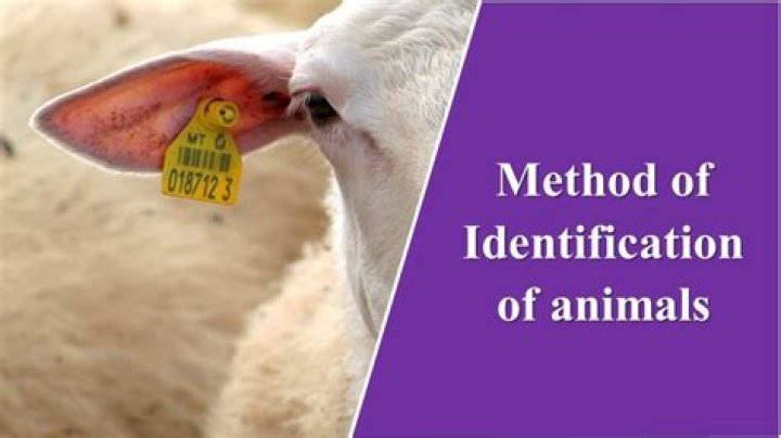 What is a temporary method of identification for goats?