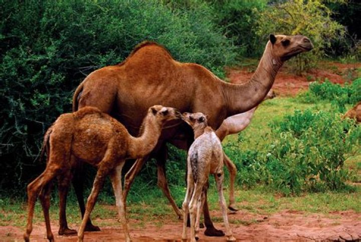 What is camel hair like?
