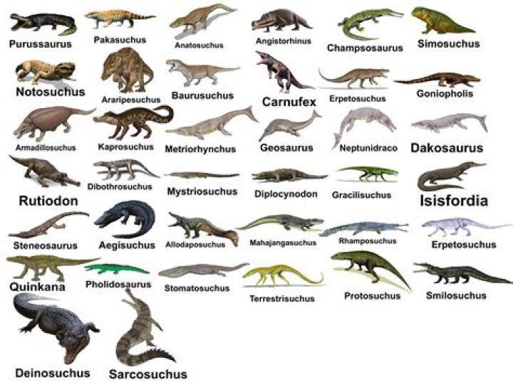 What is crocodiles bound and gallop?