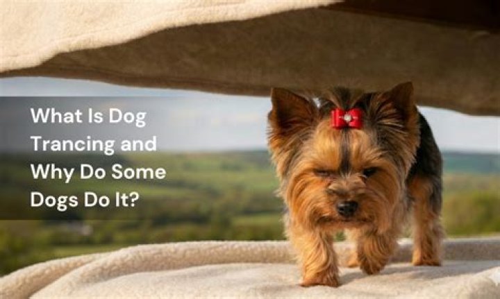 What is dog Trancing?