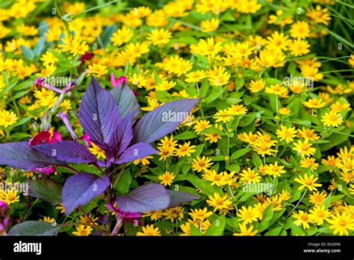 What is melampodium paludosum?