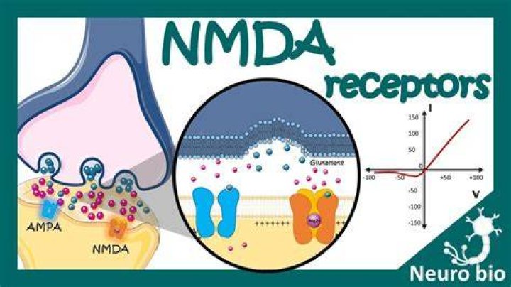What is nmda receptor?