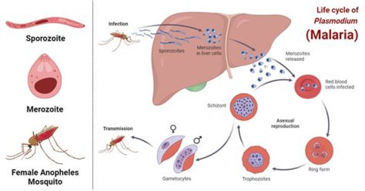 What is oocyst in malaria?