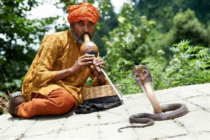 What is snake charmers instrument?