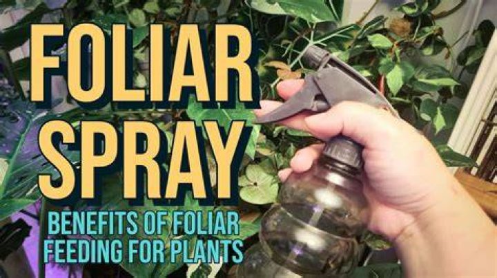 What is the best foliar spray?