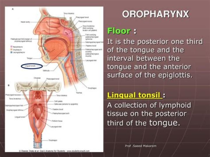 What is the function of lateral glossoepiglottic fold?