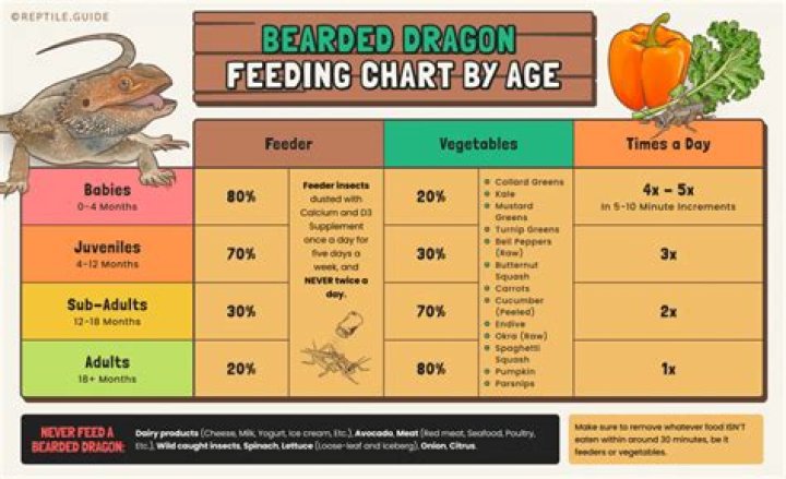 What to feed full grown bearded dragon?