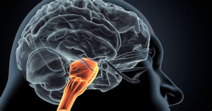 What will happen if medulla is damaged?