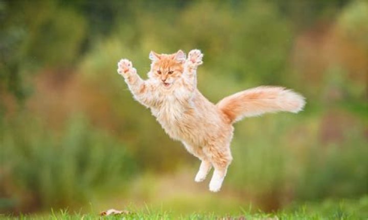 Whats the world record for jump roping?