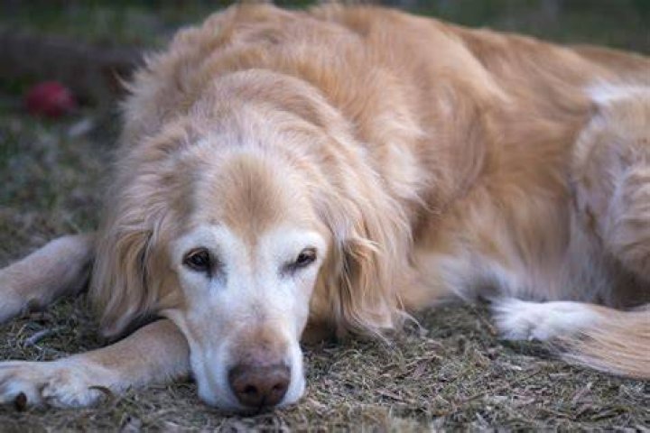 When is a golden retriever old?