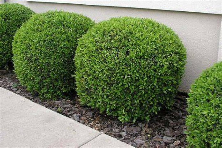 When to plant yaupon?