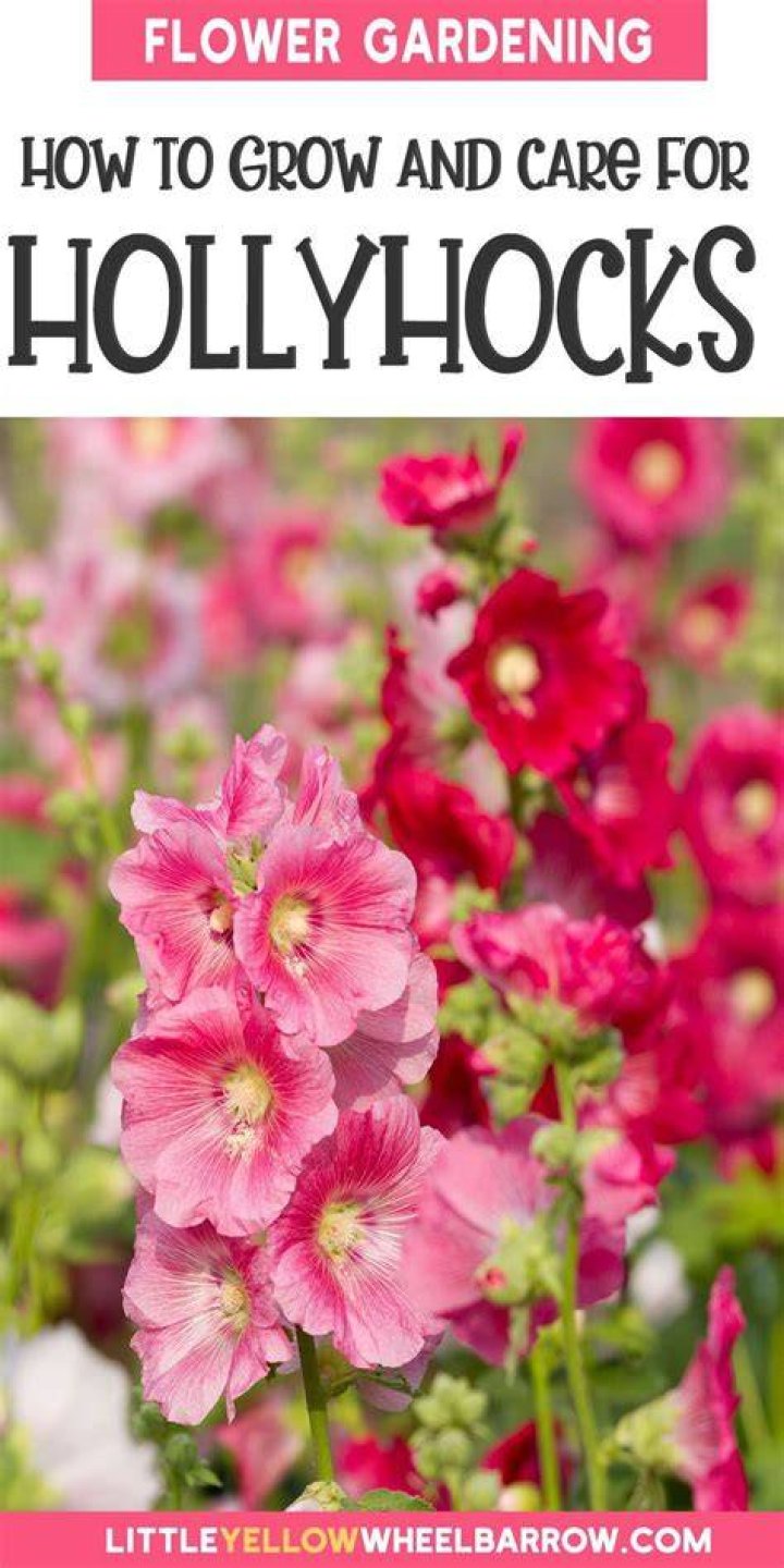 Where are hollyhocks best planted?
