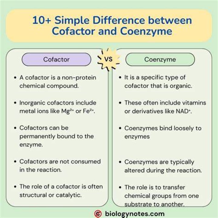 Where do cofactors and coenzymes bind?