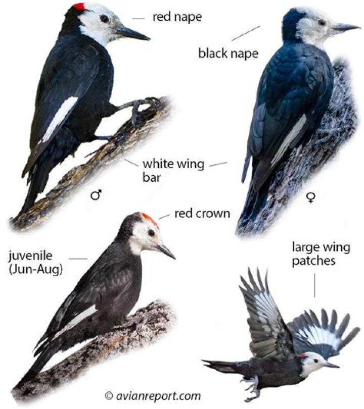 Where do white headed woodpeckers live?
