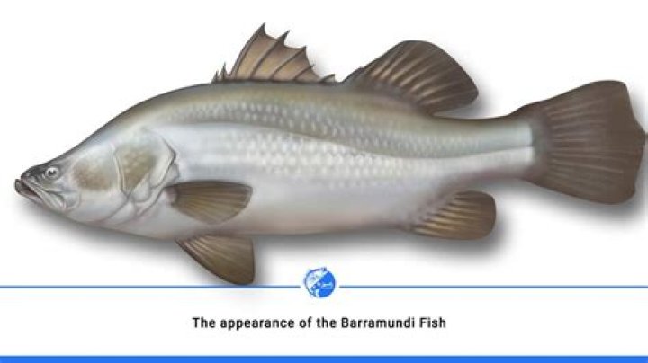 Where does barramundi fish come from?