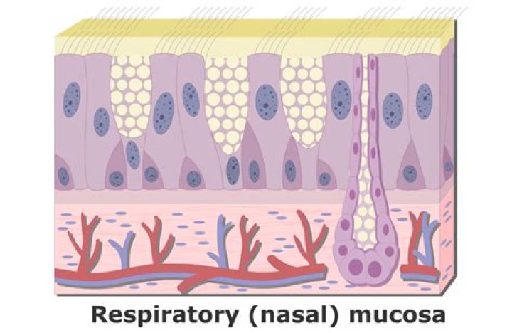 Where is the respiratory mucosa?