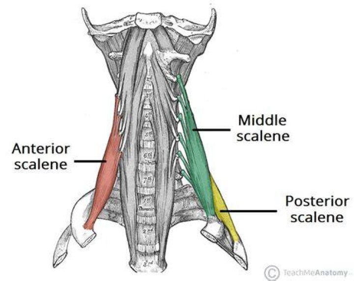 Where is the scalenus medius?