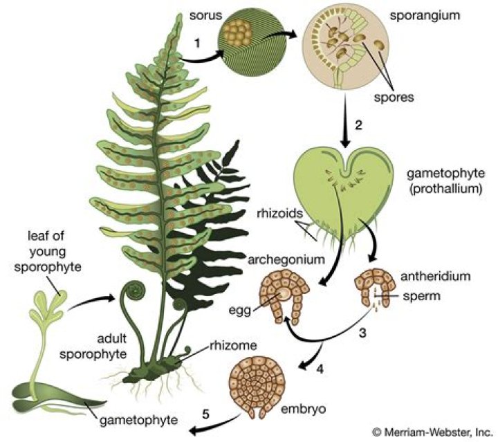 Where is the sporophyte found?