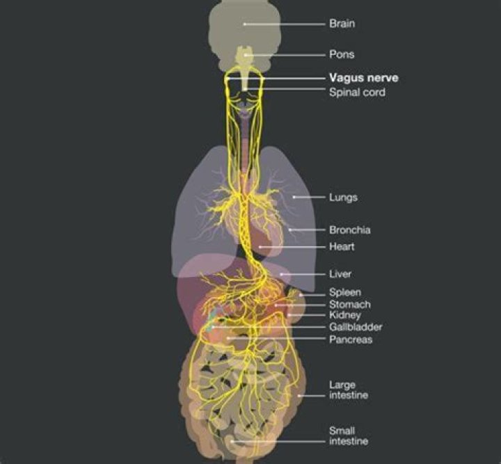 Where is your vasovagal nerve located?