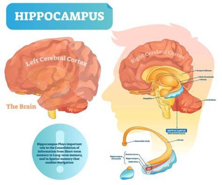 Where memory is stored in brain?