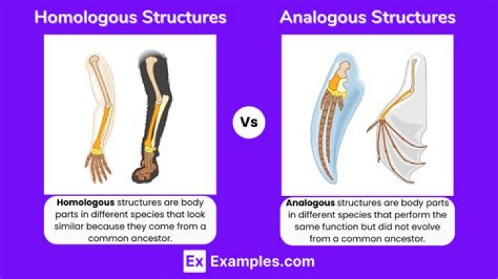 Which is an example of a structural homology?