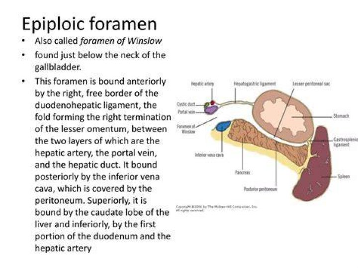 Which is the epiploic foramen?