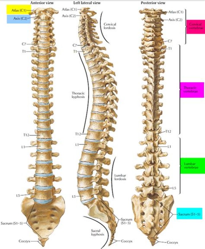 Which is the spinal column?