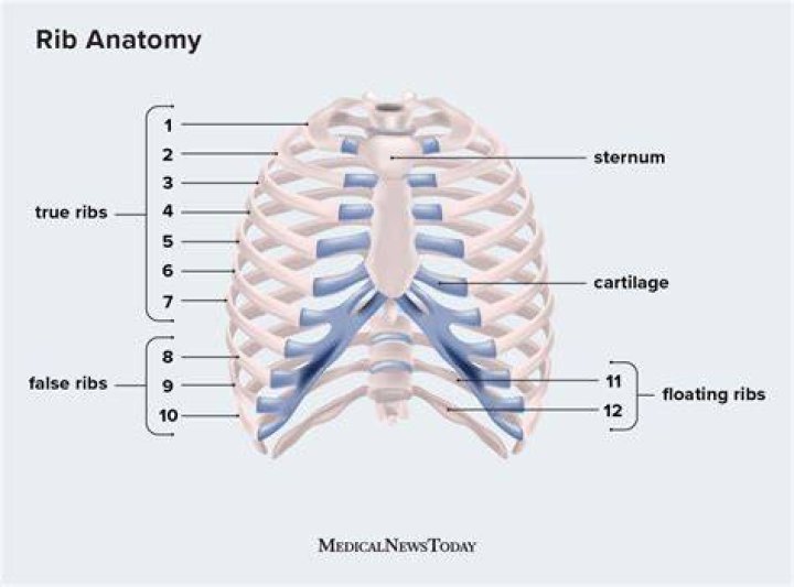Which ribs are called vertebrocostal ribs?