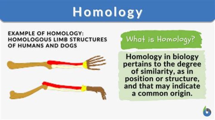 Who invented singular homology?