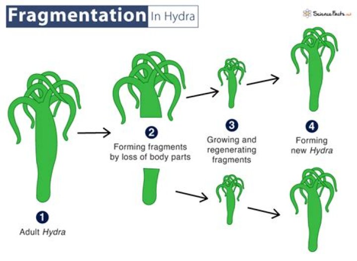 Who reproduces by fragmentation?