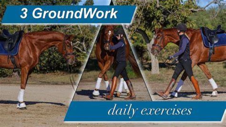 Why do groundwork horses?