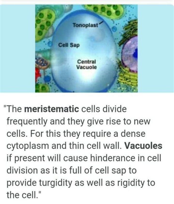 Why do meristematic tissues lack vacuoles?