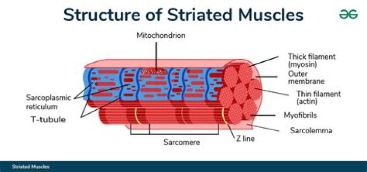 Why do skeletal muscles have striations?