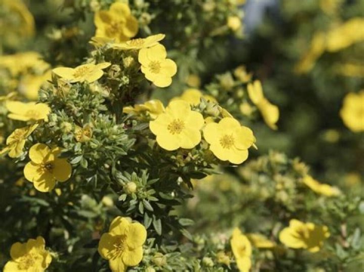 Why is my potentilla not flowering?