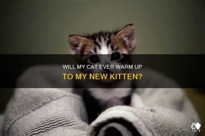 Will my cat warm up to a kitten?