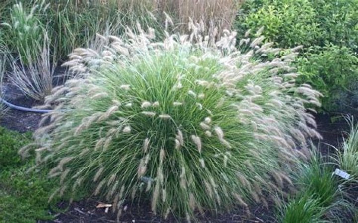 Will ornamental grass grow in shade?