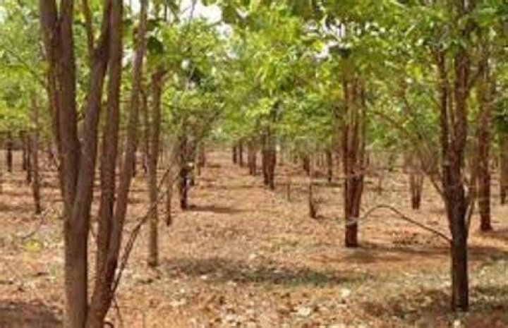 Will sandalwood make u fair?