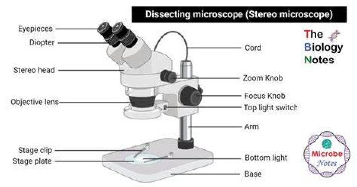 Would you use a dissecting microscope?